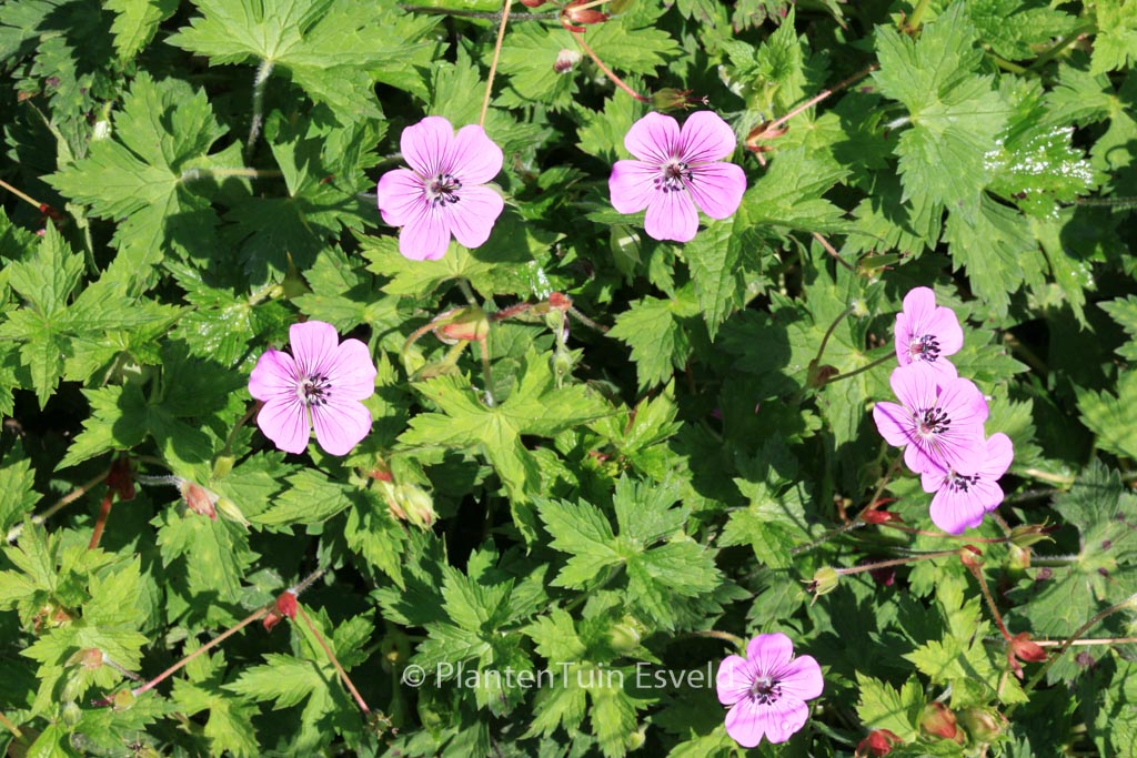 Geranium ‘Pink Penny’