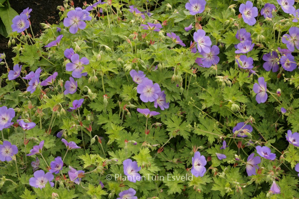 Geranium ‘Rozanne’
