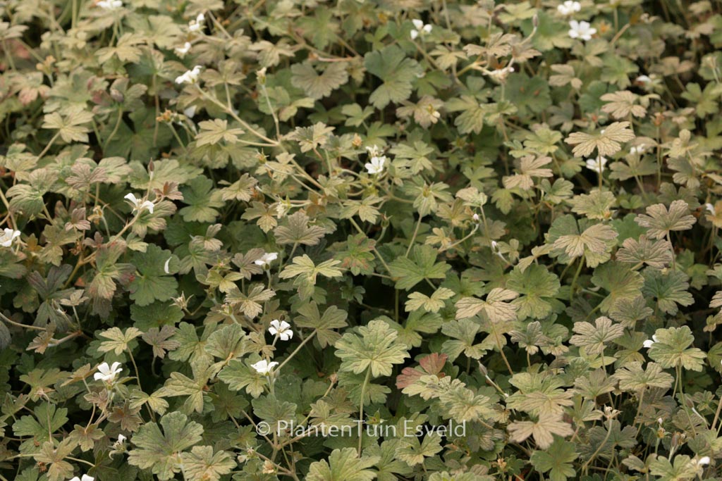 Geranium ‘Sanne’