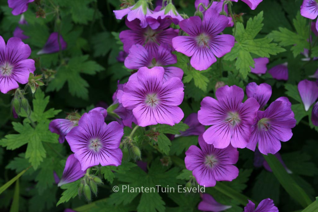 Geranium ‘Sirak’