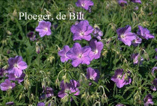 Geranium ‘Spinners’