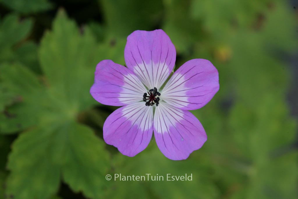 Geranium ‘Sylvia’s Surprise’