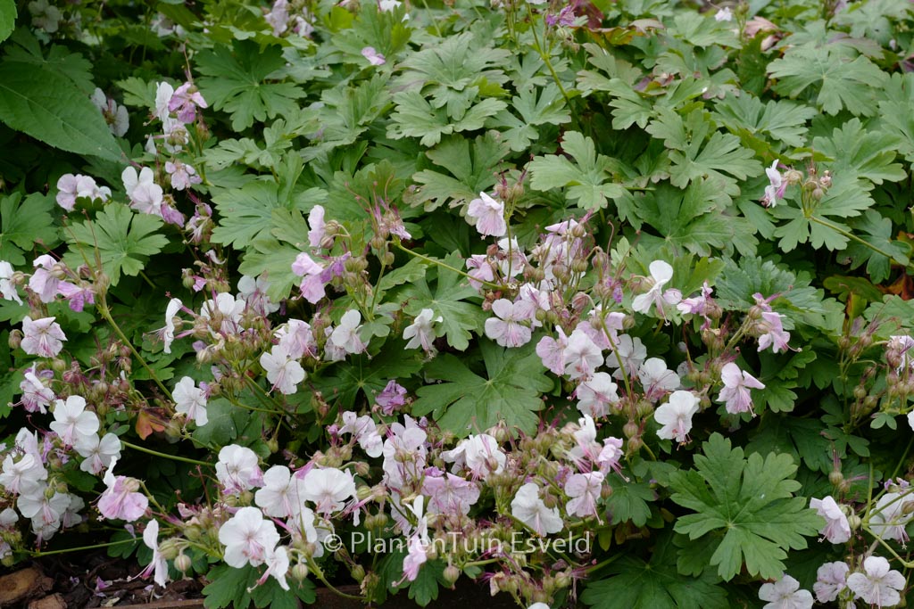 Geranium cantabrigiense ‘Biokovo’