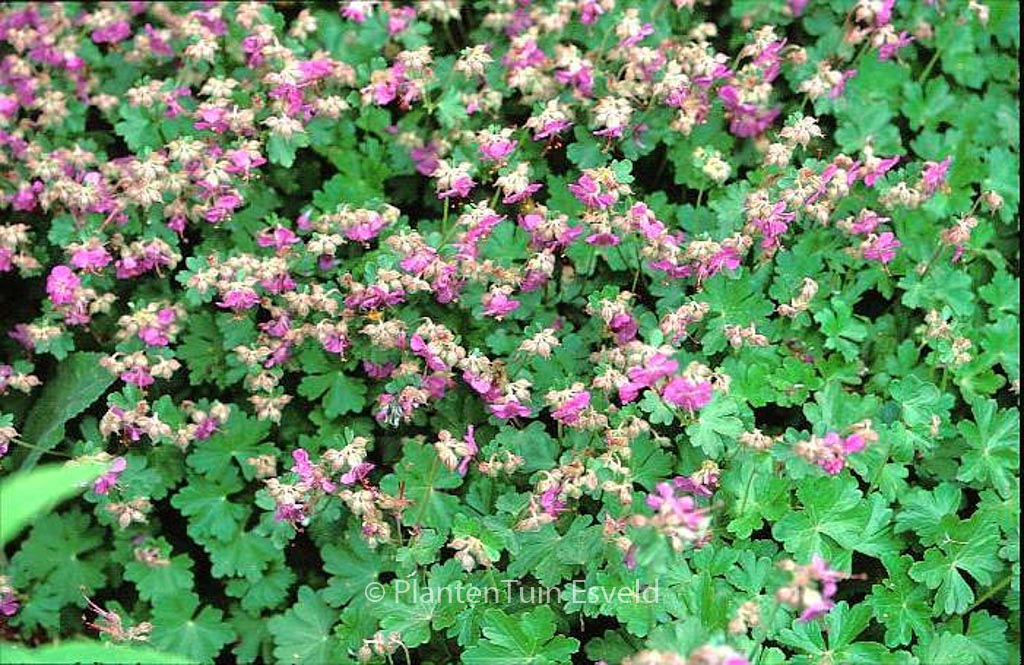 Geranium cantabrigiense ‘Cambridge’