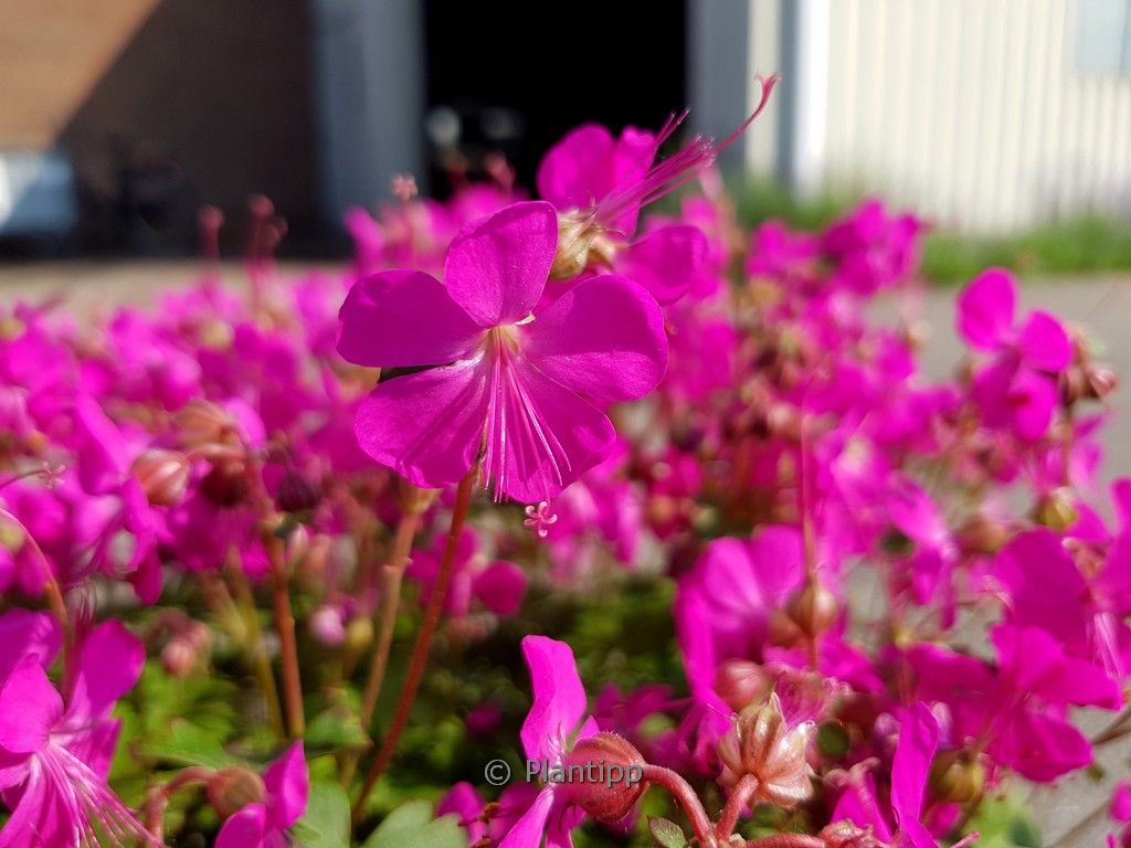 Geranium cantabrigiense ‘Intense’