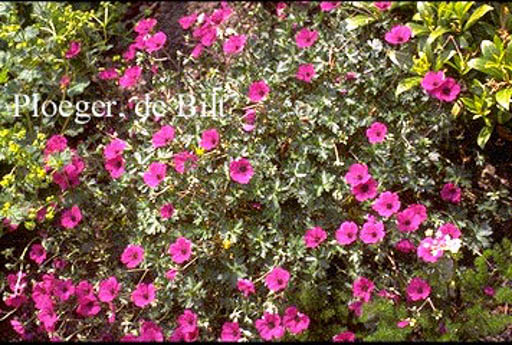 Geranium cinereum ‘Giuseppii’