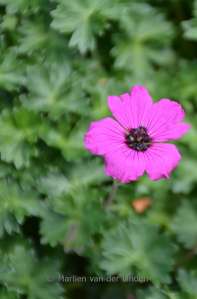 Geranium cinereum var. subcaulescens