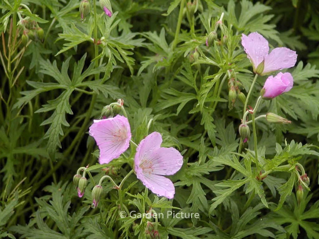 Geranium clarkei ‘Kashmir Pink’