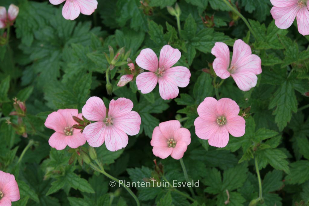 Geranium endressii ‘Wargrave Pink’