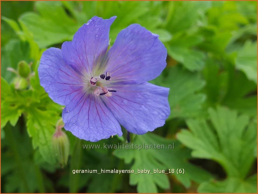 Geranium himalayense ‘Baby Blue’