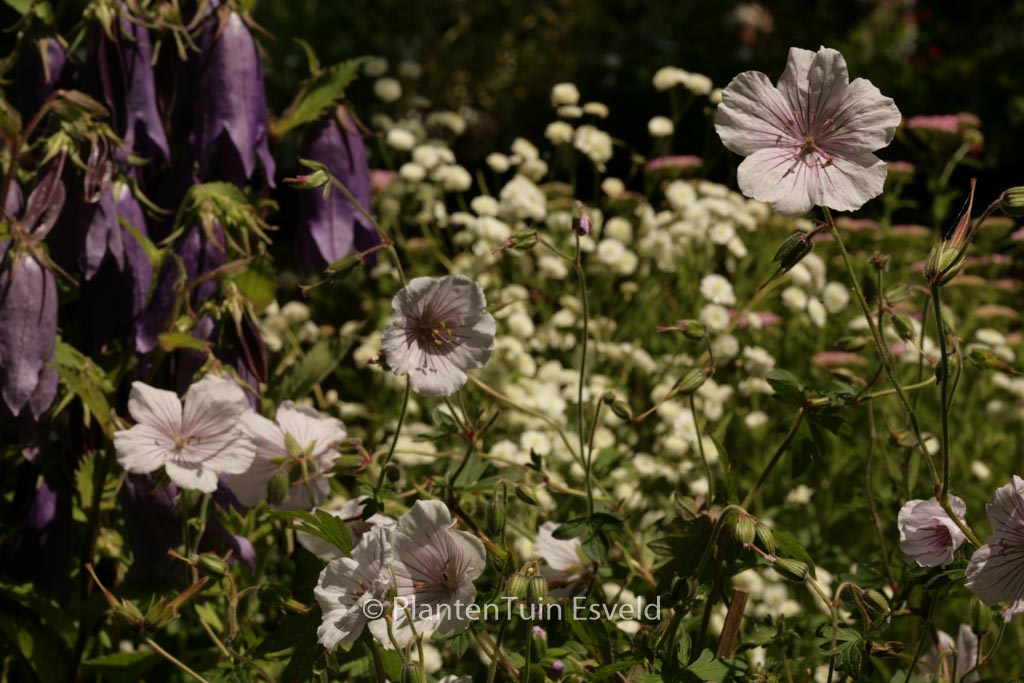 Geranium himalayense ‘Derrick Cook’