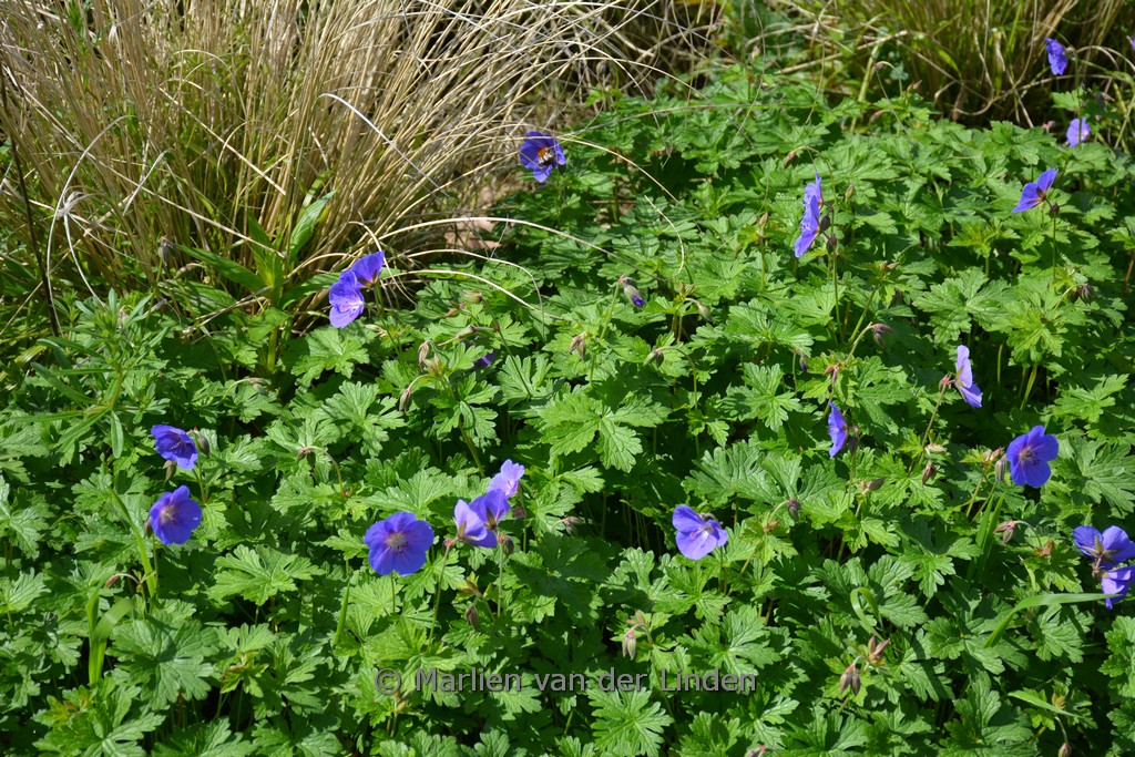 Geranium himalayense ‘Gravetye’