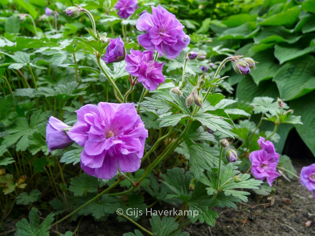 Geranium himalayense ‘Plenum’