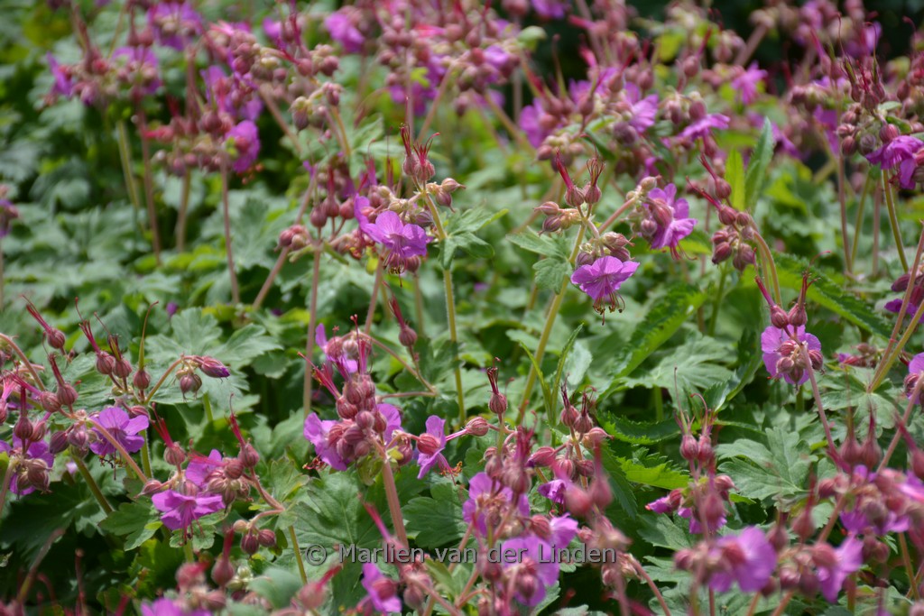 Geranium macrorrhizum ‘Bevan’s Variety’