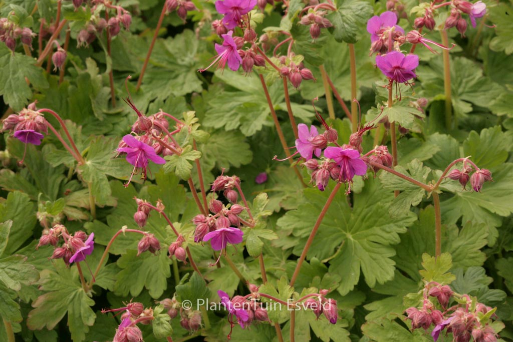 Geranium macrorrhizum ‘Czakor’