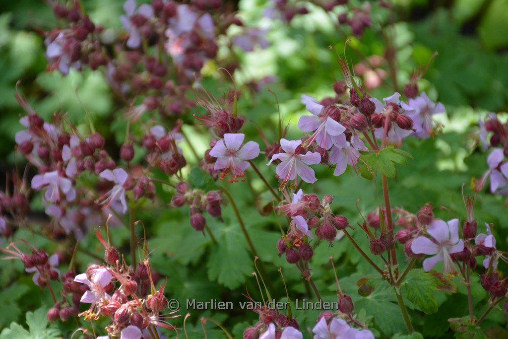 Geranium macrorrhizum ‘Ingwersen’s Variety’