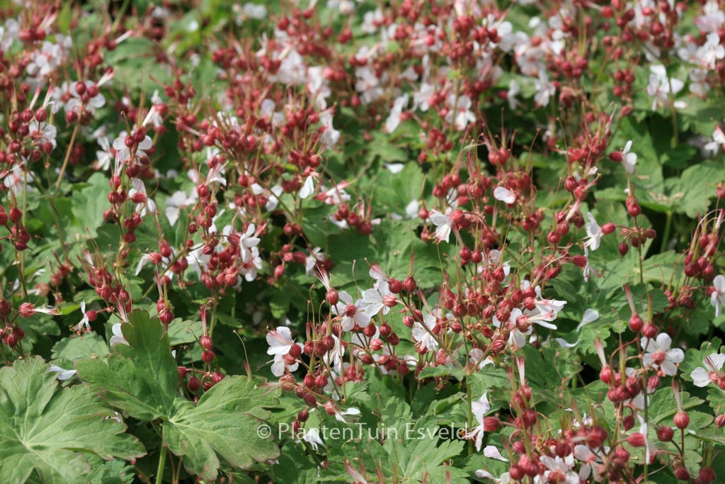Geranium macrorrhizum ‘Spessart’