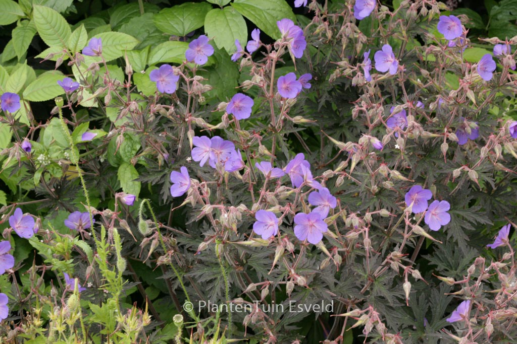 Geranium maculatum ‘Espresso’