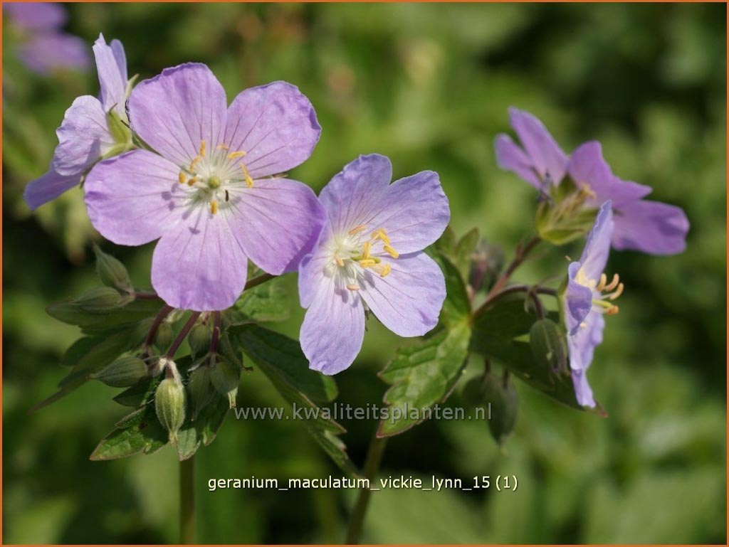 Geranium maculatum ‘Vickie Lynn’