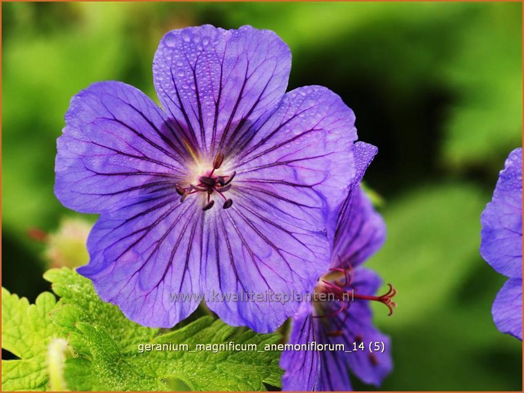 Geranium magnificum ‘Anemoniflorum’