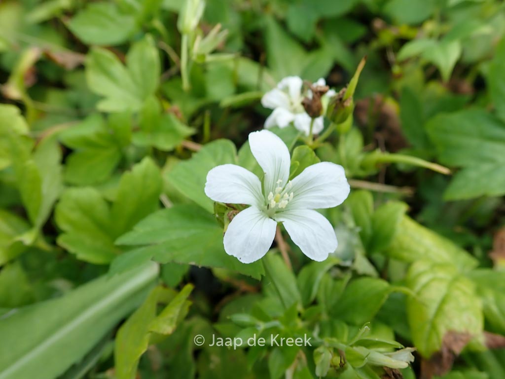 Geranium nodosum ‘Silverwood’