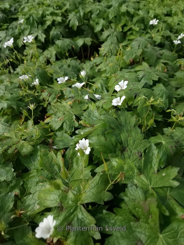 Geranium oxonianum ‘Ankum’s White’
