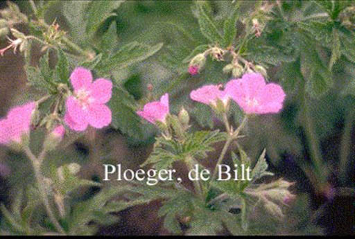 Geranium oxonianum ‘Claridge Druce’