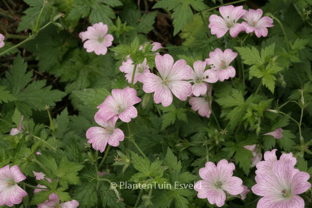Geranium oxonianum ‘Hollywood’
