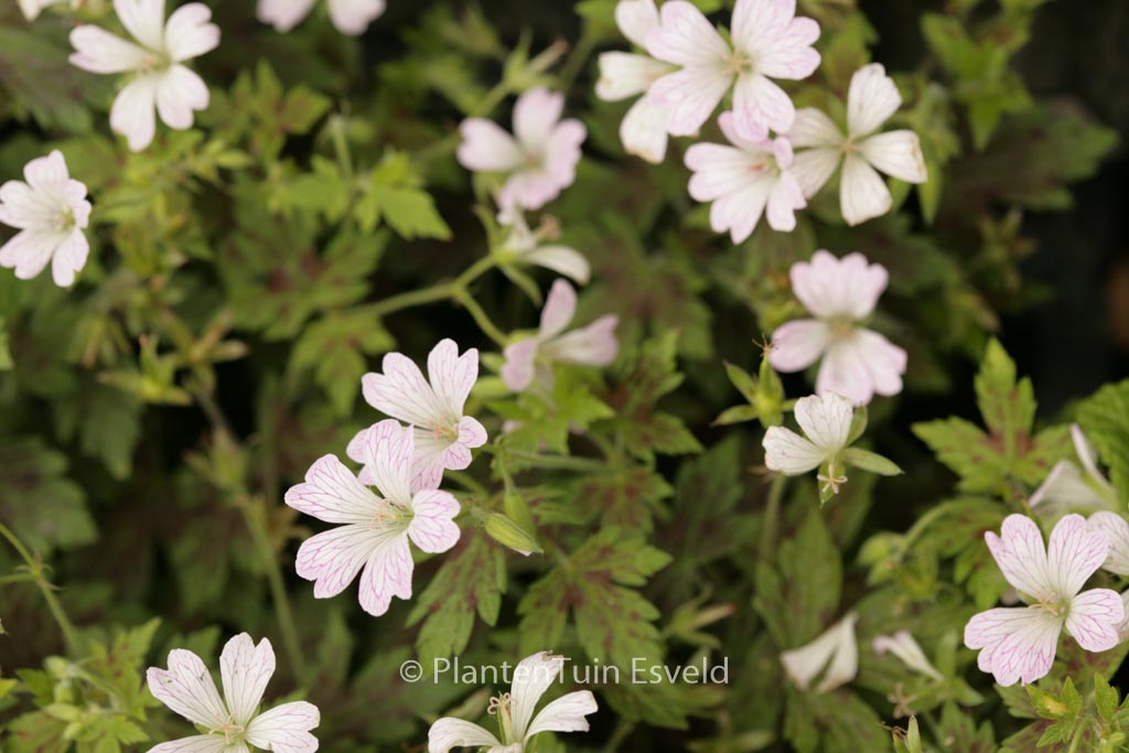 Geranium oxonianum ‘Katherine Adele’