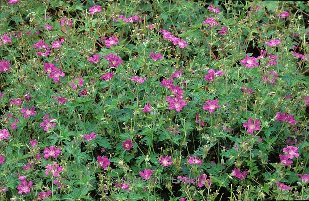 Geranium oxonianum ‘Koenigshof’