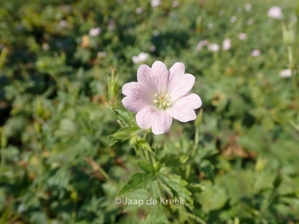 Geranium oxonianum ‘Maurice Moka’
