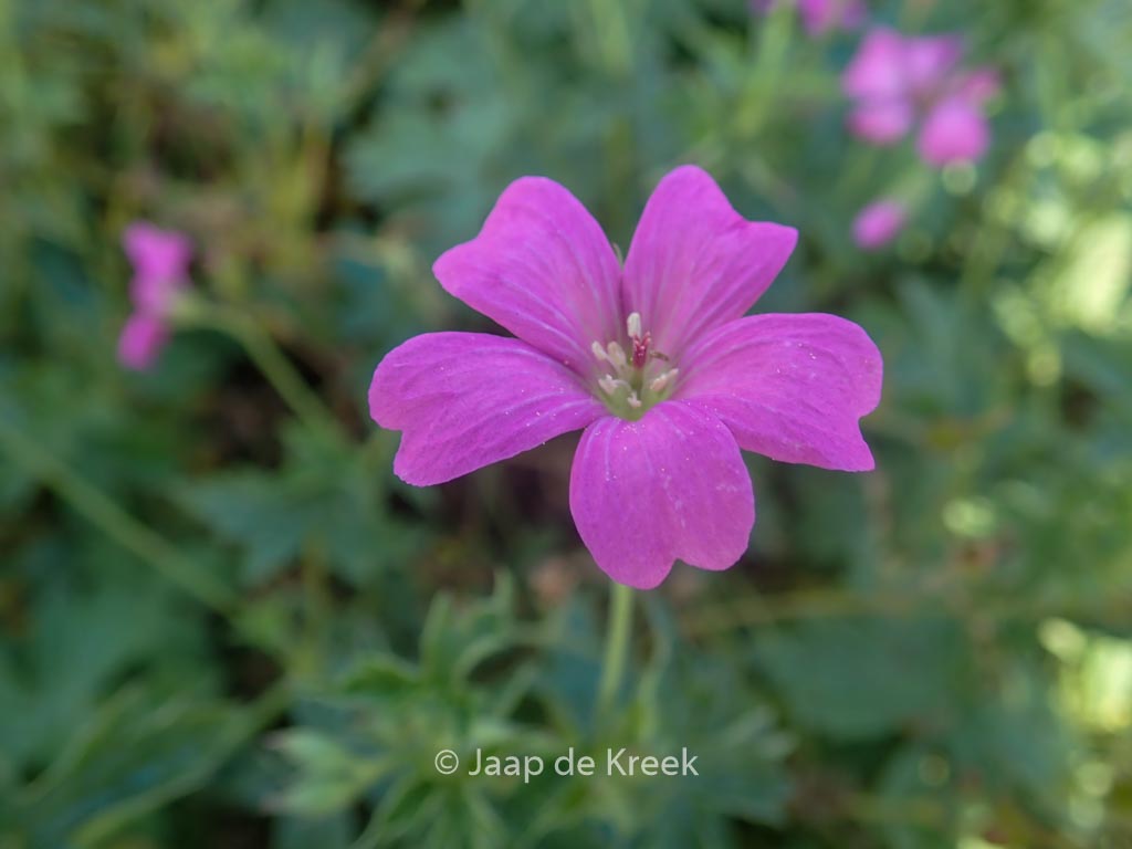 Geranium oxonianum ‘Rodbylund’