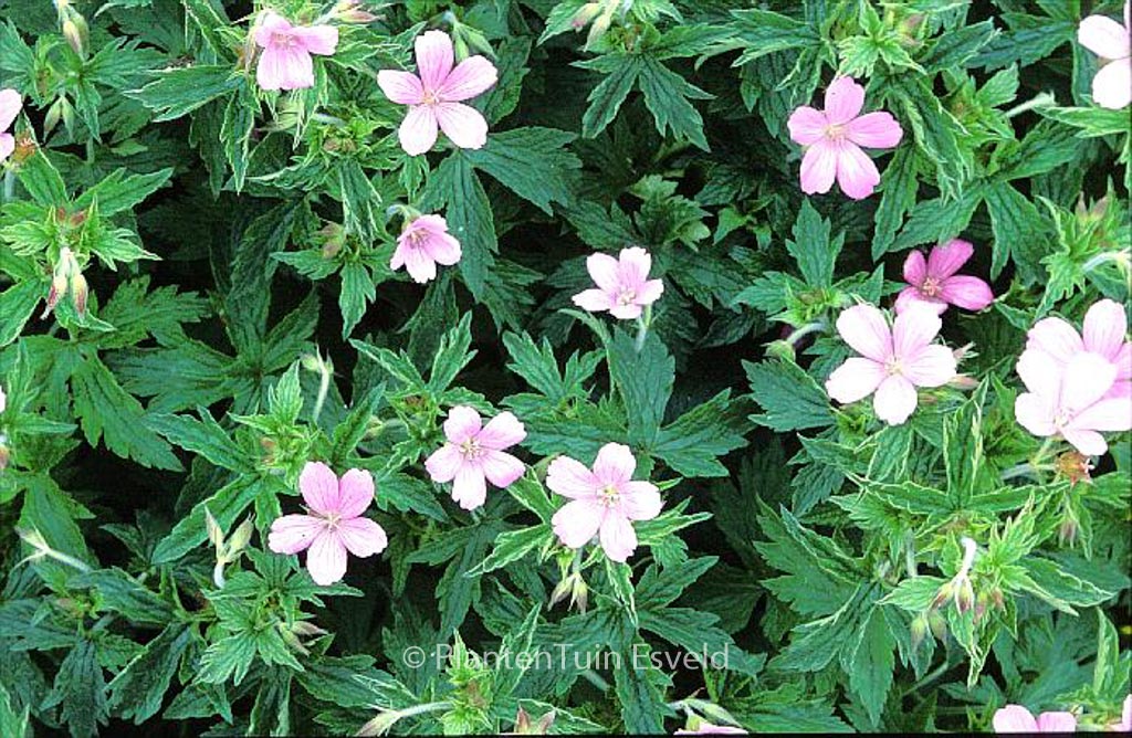Geranium oxonianum ‘Rose Clair’