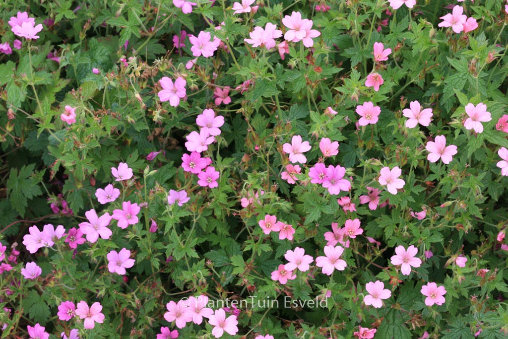 Geranium oxonianum ‘Rosenlicht’