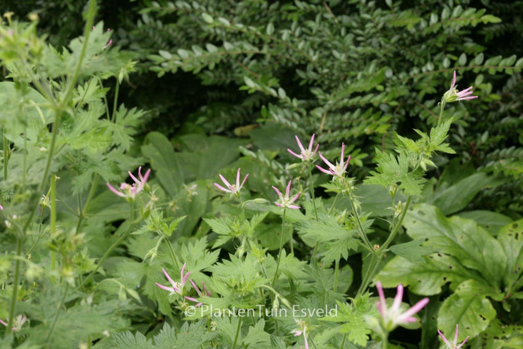 Geranium oxonianum ‘Sherwood’
