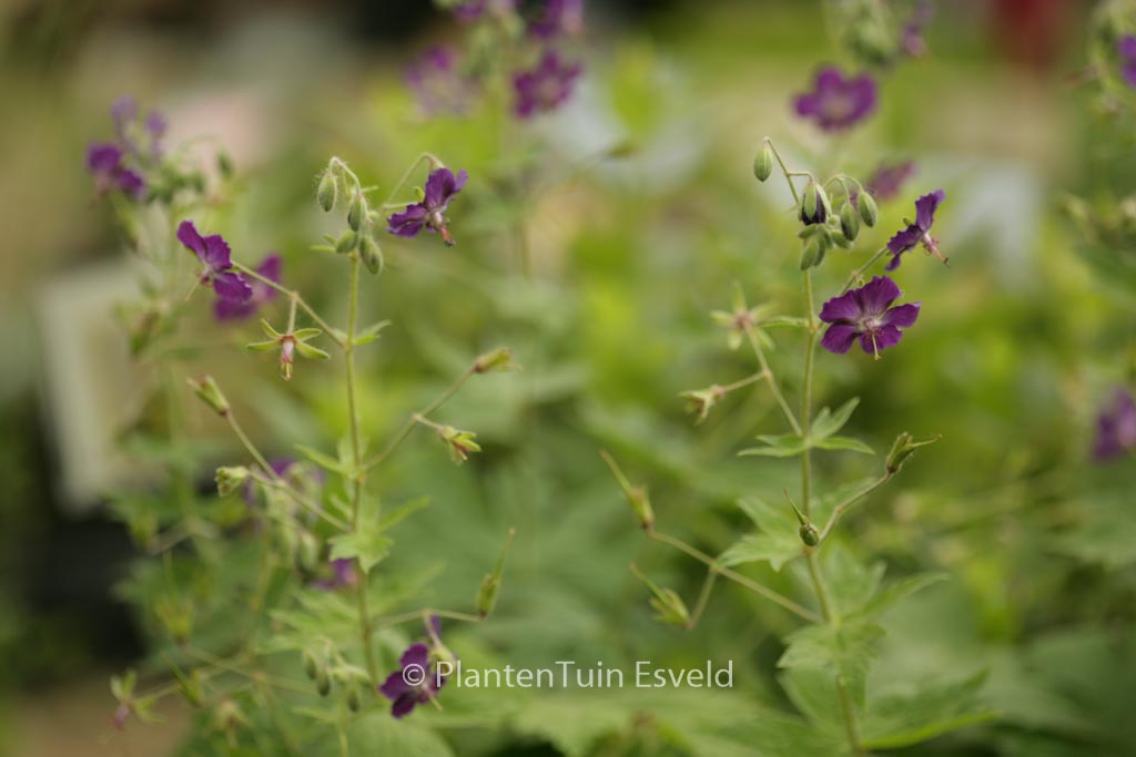 Geranium phaeum ‘Lily Lovell’