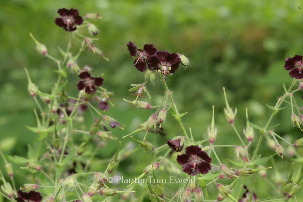 Geranium phaeum