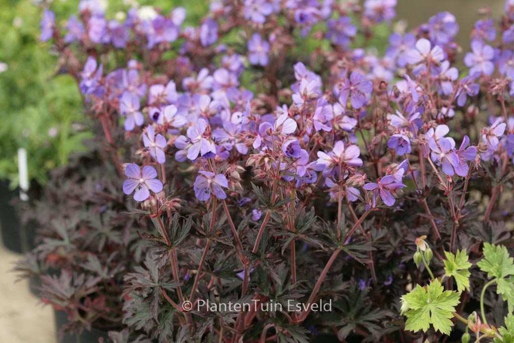 Geranium pratense ‘Hocus Pocus’