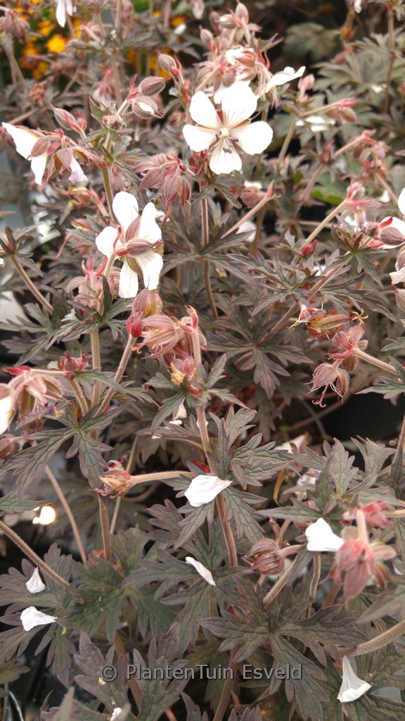 Geranium pratense ‘Midnightlyona’ (MIDNIGHT GHOST)