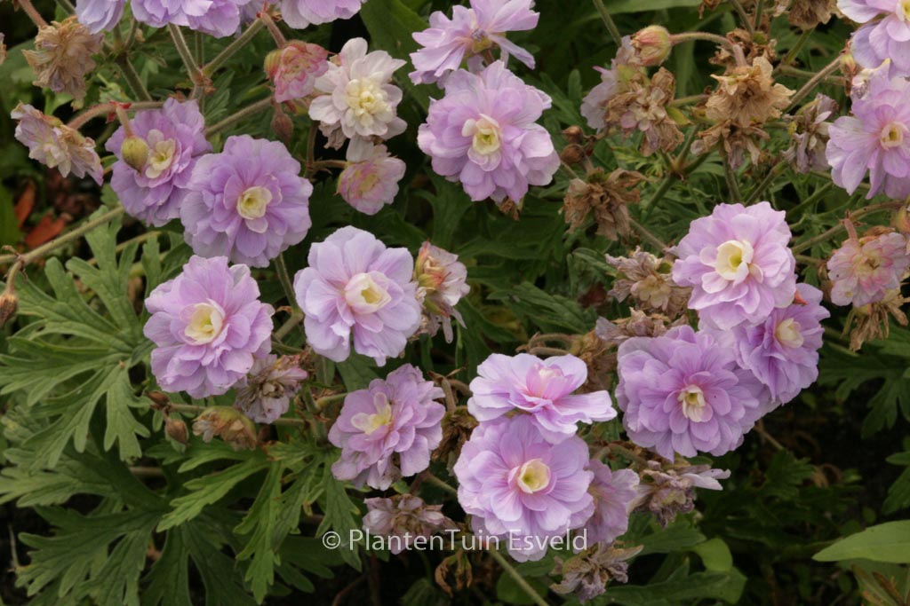 Geranium pratense ‘Summer Skies’