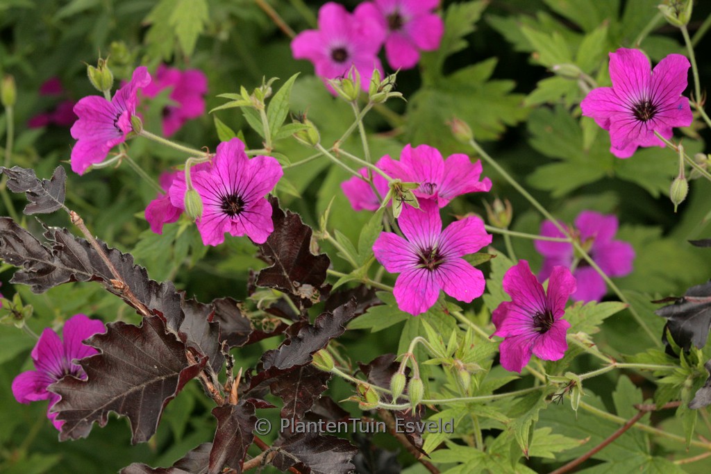 Geranium psilostemon ‘Red Admiral’