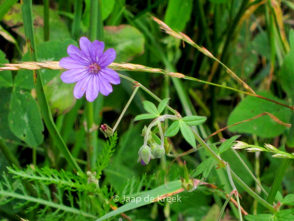 Geranium pyrenaicum