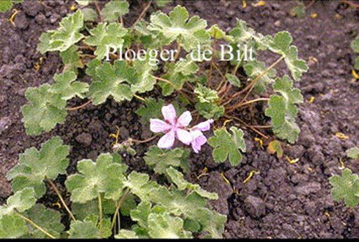 Geranium renardii ‘Tcschelda’