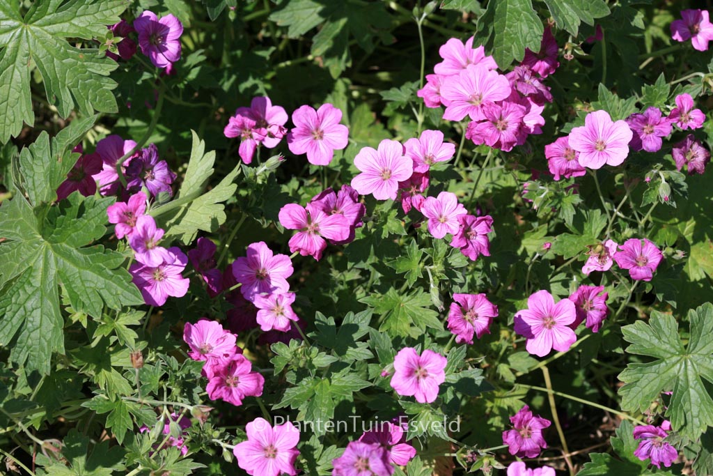 Geranium riversleaianum ‘Russell Prichard’