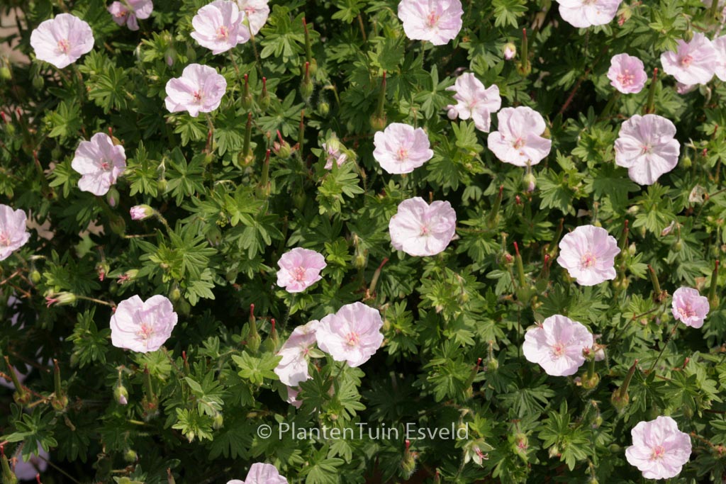 Geranium sanguineum ‘Apfelbluete’