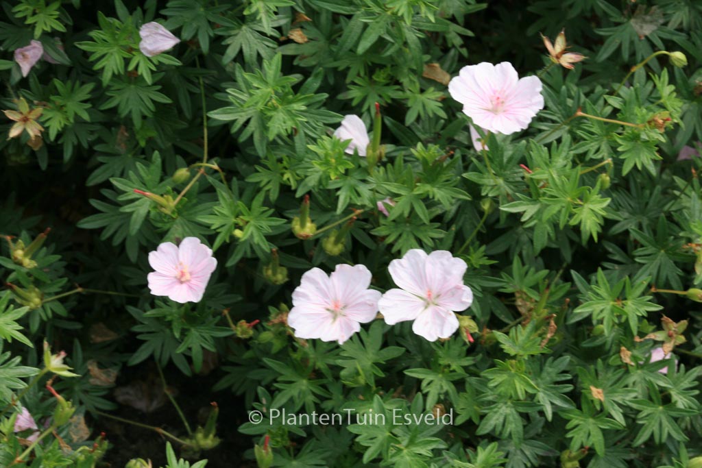 Geranium sanguineum ‘Compactum’