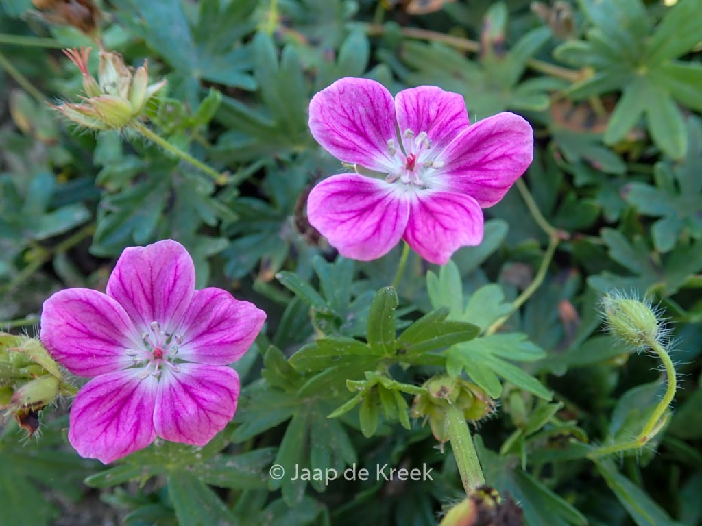 Geranium sanguineum ‘Elke’