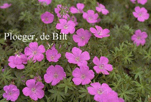 Geranium sanguineum ‘Elsbeth’