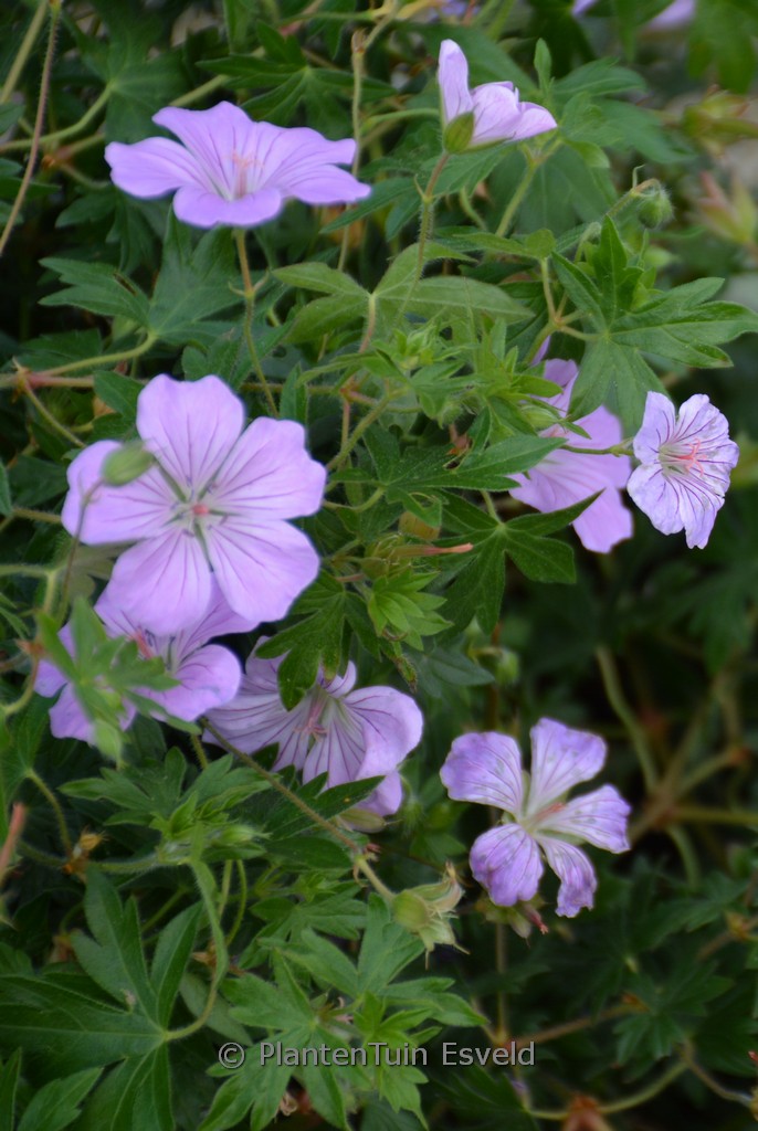 Geranium sanguineum ‘MVNG1901’ (FRIVOLIUS LILAC)