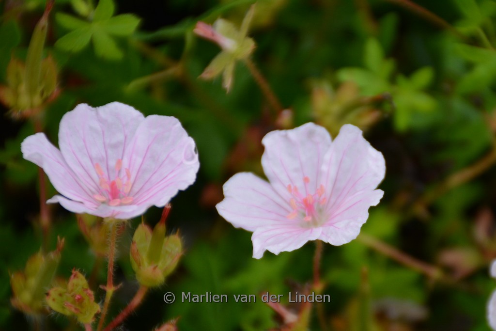 Geranium sanguineum ‘Pink Summer’